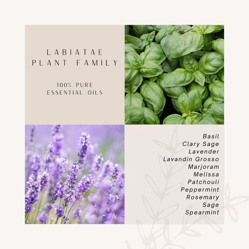 LJ Turtle Aromatherapy & Accessories Labiatae Plant Family | 100 % Pure Essential Oils
