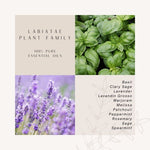 Load image into Gallery viewer, LJ Turtle Aromatherapy &amp; Accessories Labiatae Plant Family | 100 % Pure Essential Oils
